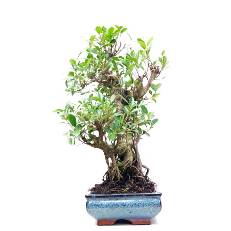 Bonsai Ficus Retusa 13871