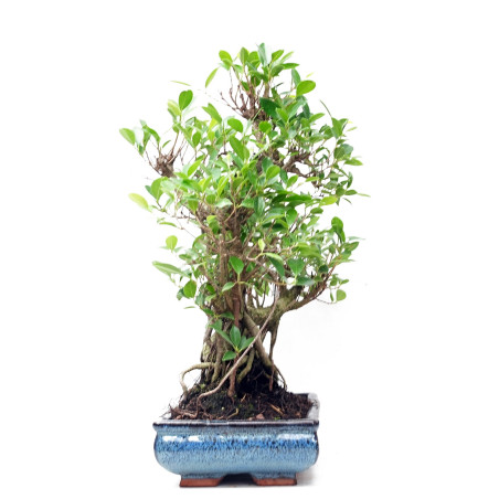 Comprar bonsai en vivero especializado