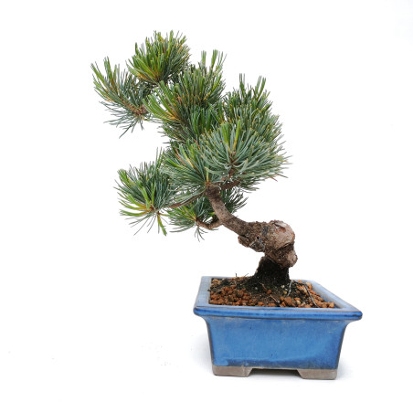 Pinus pentaphylla 14444