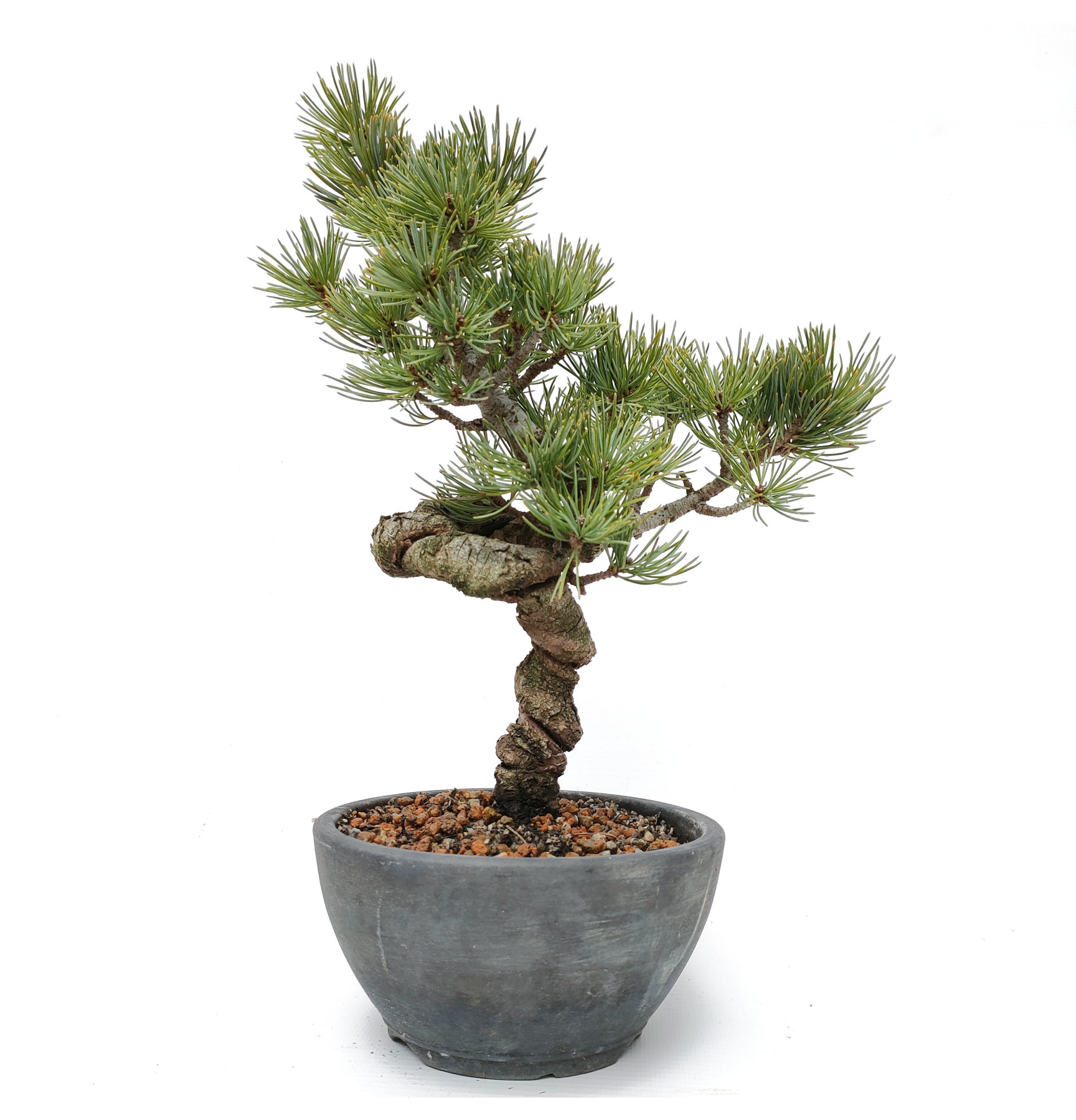 Pinus pentaphylla 14445
