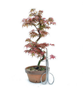 Acer palmatum var. deshojo