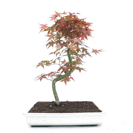 Acer palmatum var. deshojo