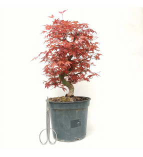 Acer palmatum deshojo 14386