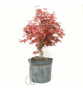 Acer palmatum deshojo 14417
