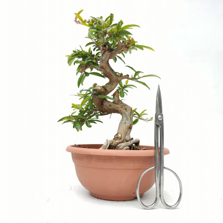 Punica granatum nejikan 14421