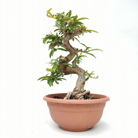 Punica granatum nejikan 14421