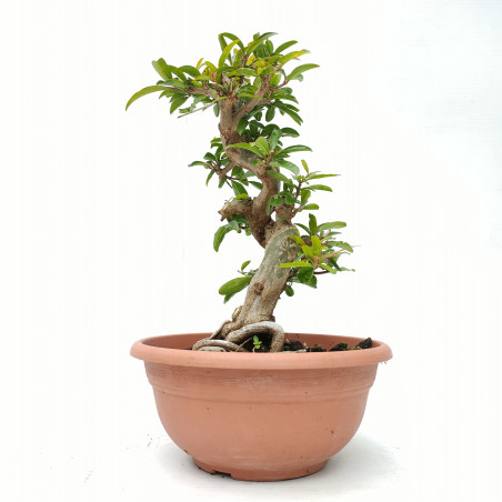 Punica granatum nejikan 14421