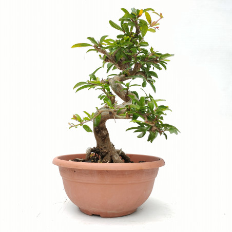 Punica granatum nejikan 14421