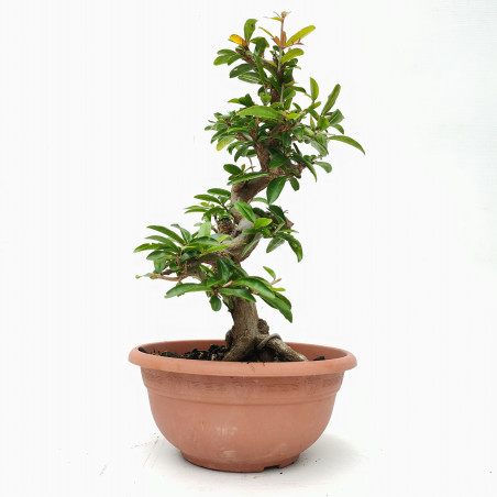 Punica granatum nejikan 14421