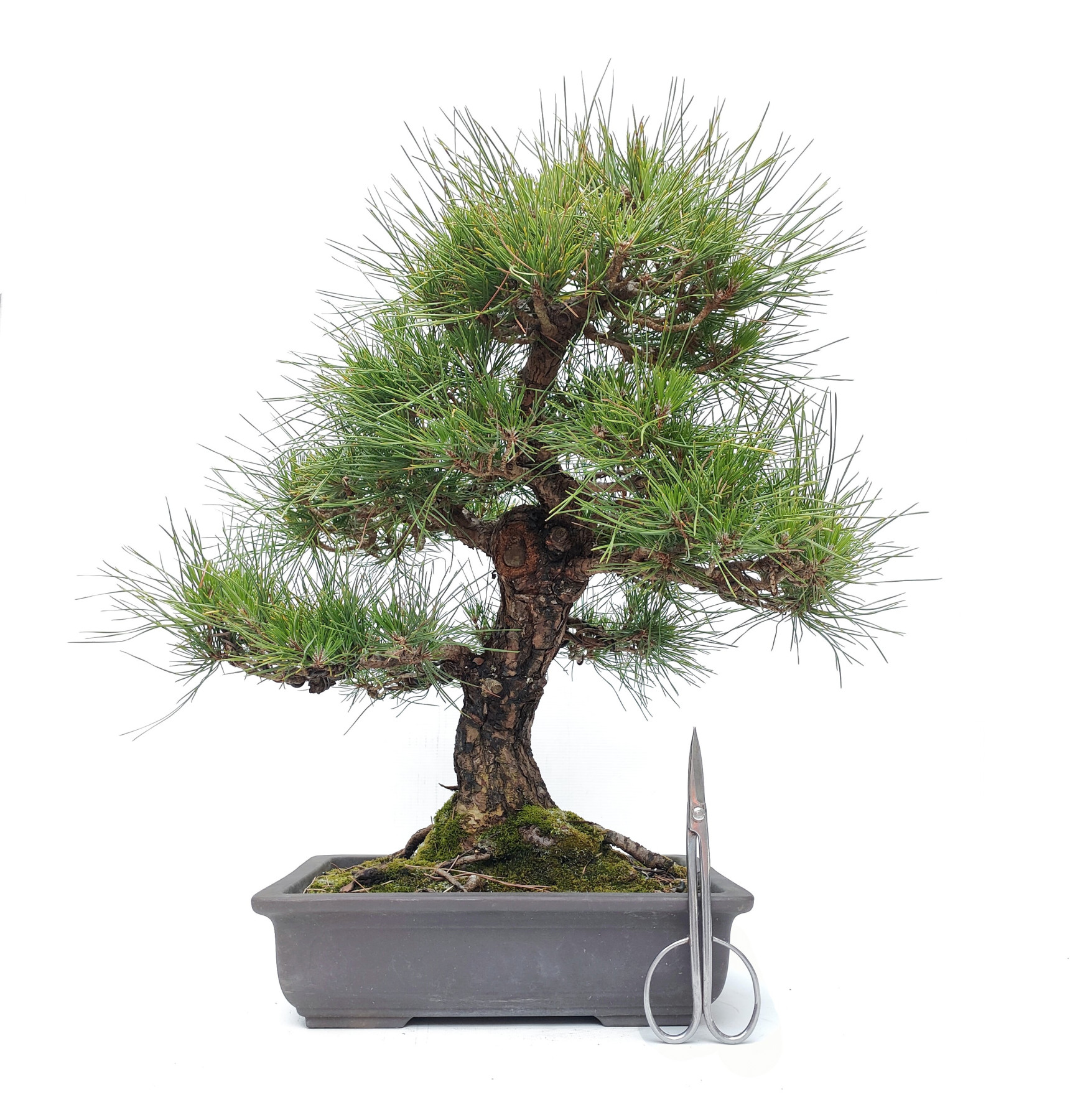 Pinus thunbergii K-316/23