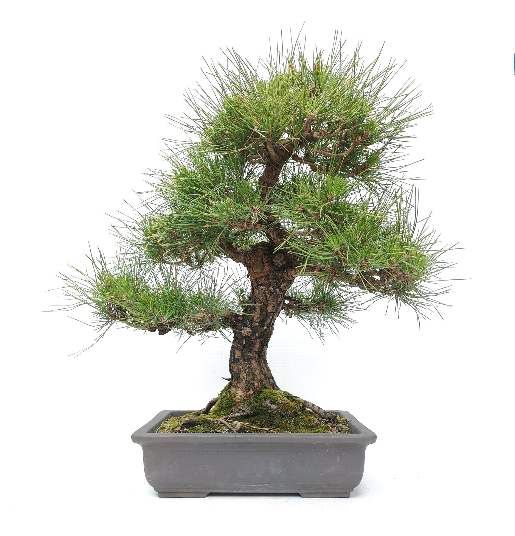 Pinus thunbergii K-316/23