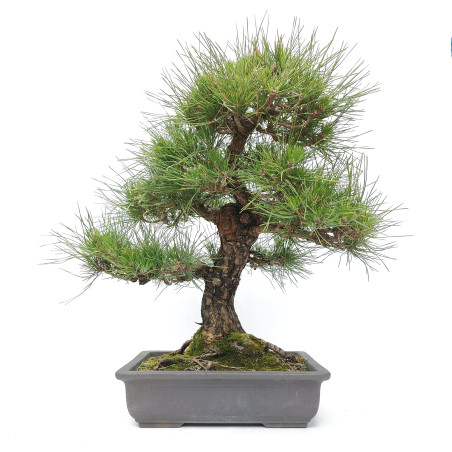 Pinus thunbergii K-316/23