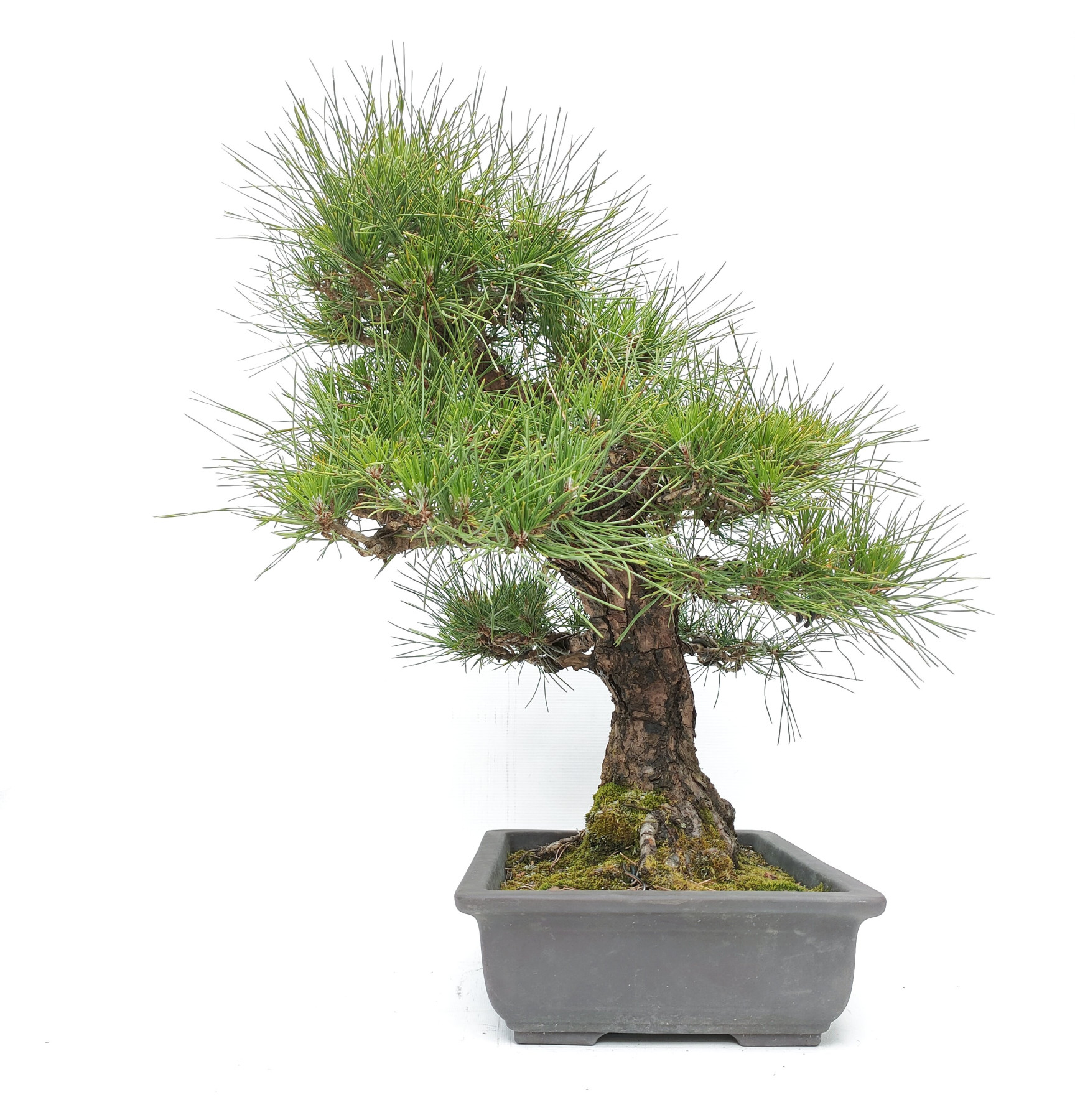 Pinus thunbergii K-316/23