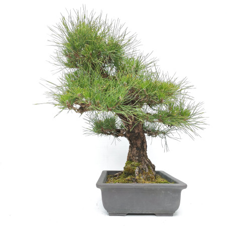 Pinus thunbergii K-316/23