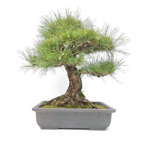 Pinus thunbergii K-316/23