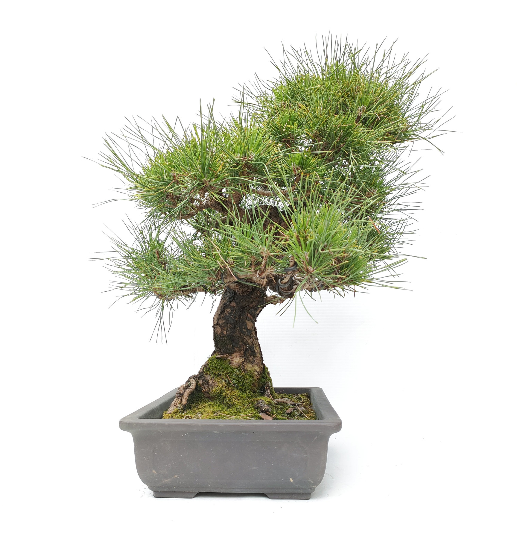 Pinus thunbergii K-316/23