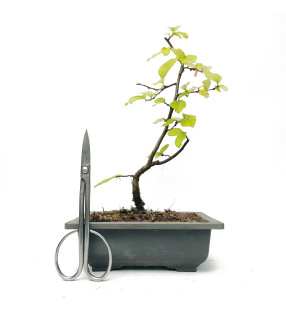 PSEUDOCYDONIA SINENSIS 14581