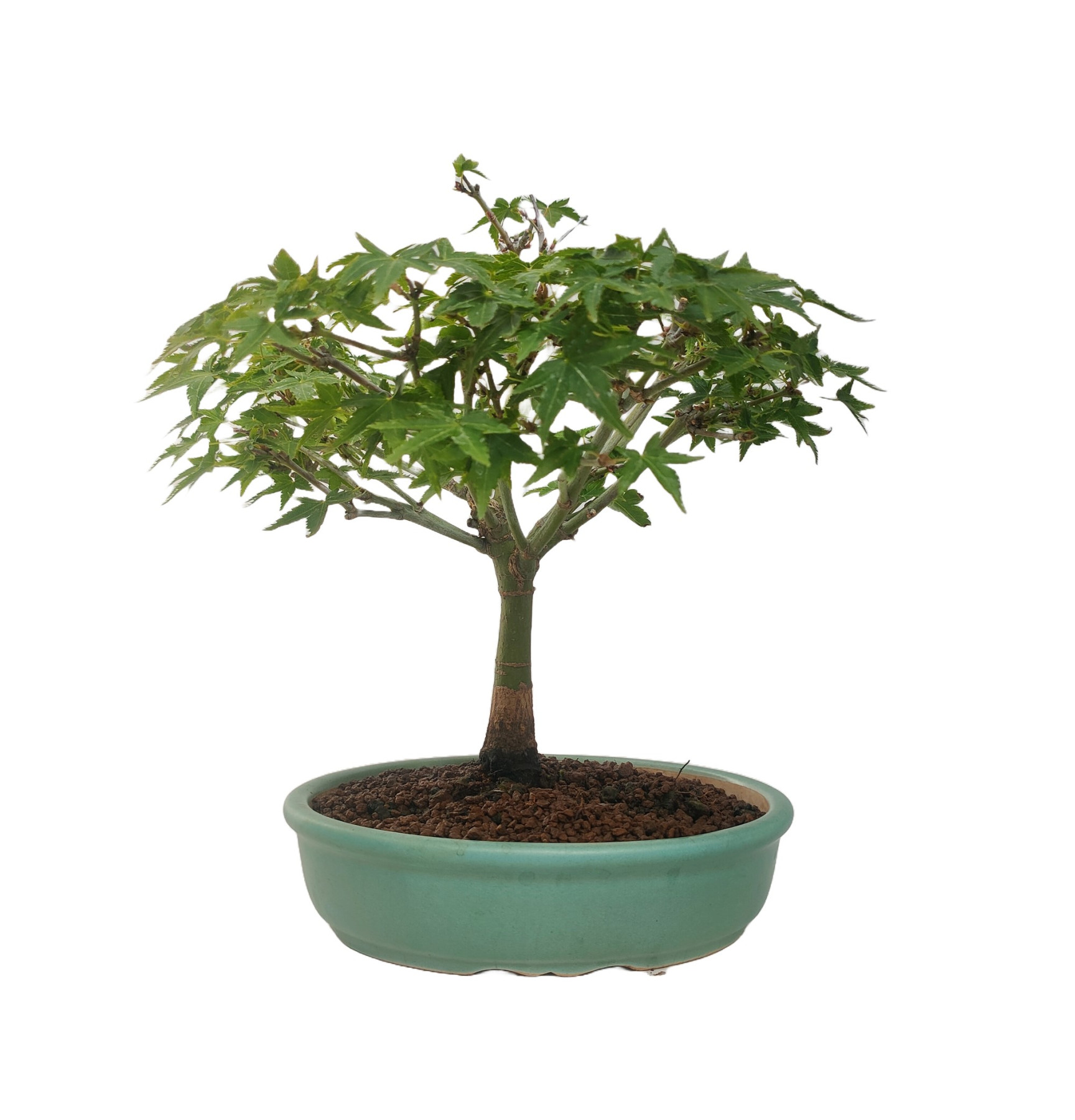 ACER PALMATUM KIYOHIME TA-69