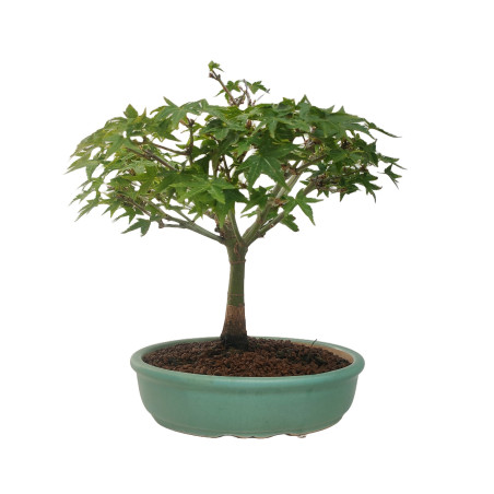 ACER PALMATUM KIYOHIME TA-69