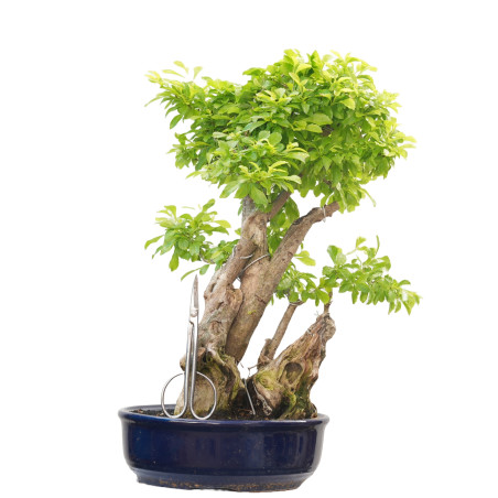 DURANTHA REPENS 14660