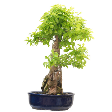 DURANTHA REPENS 14660