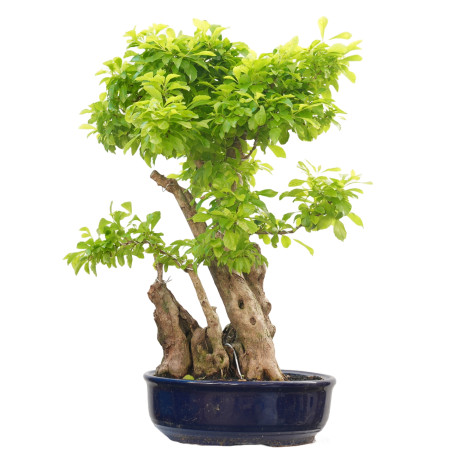 DURANTHA REPENS 14660