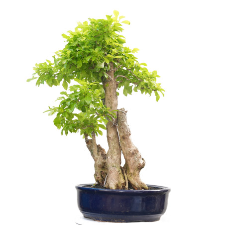 DURANTHA REPENS 14660