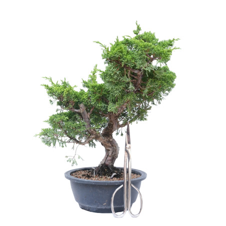 JUNIPERUS CHINENSIS ITOIGAWA 14776