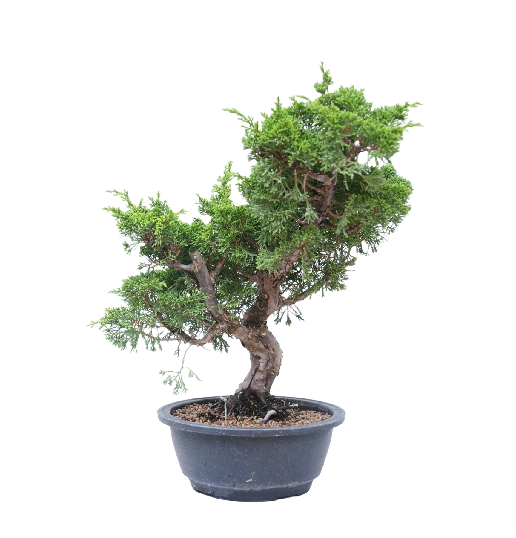 JUNIPERUS CHINENSIS ITOIGAWA 14776