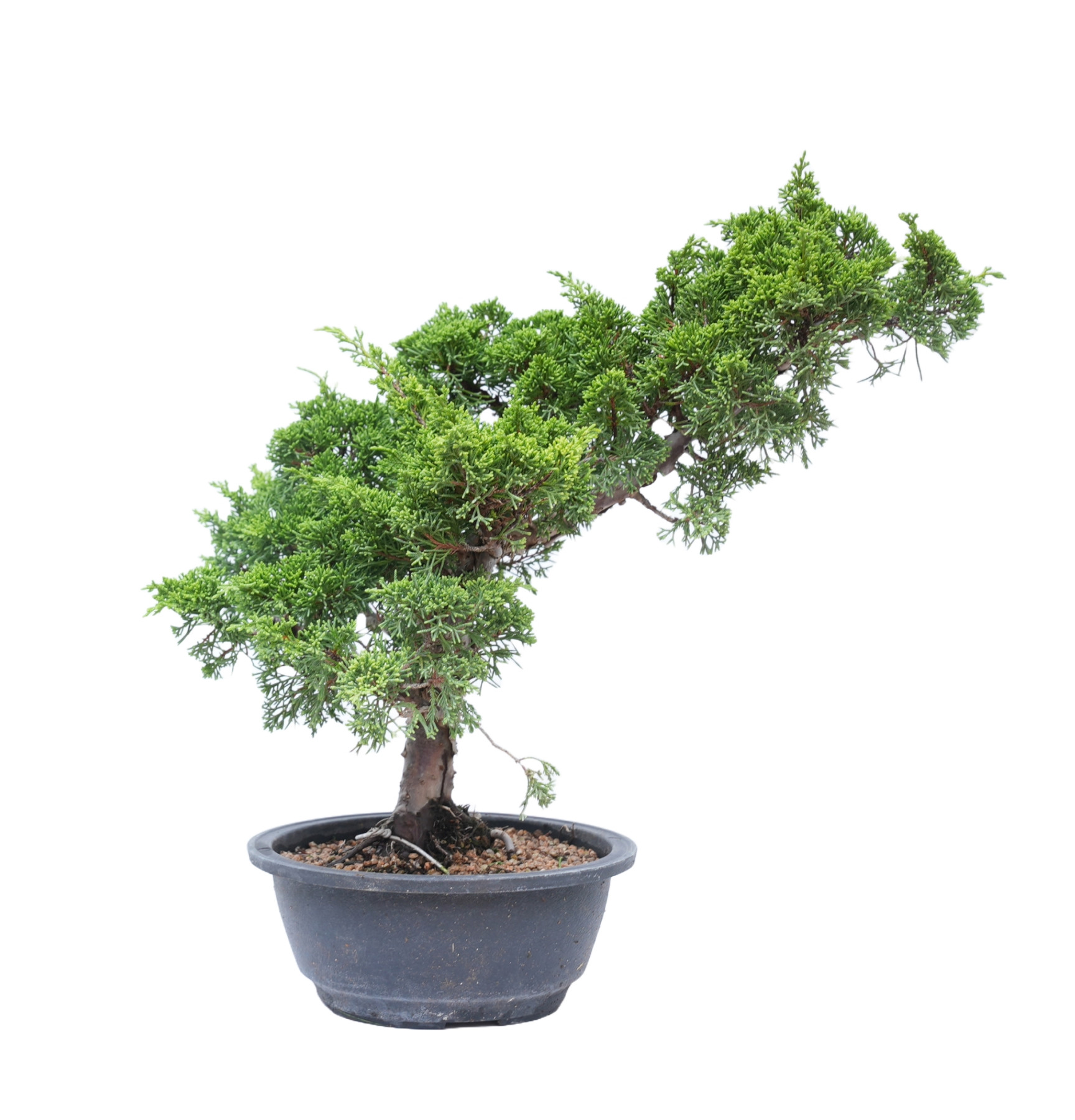 JUNIPERUS CHINENSIS ITOIGAWA 14776