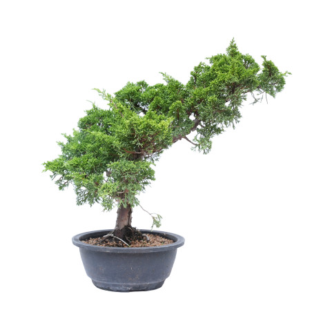 JUNIPERUS CHINENSIS ITOIGAWA 14776