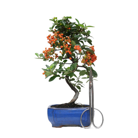 PYRACANTHA 14817