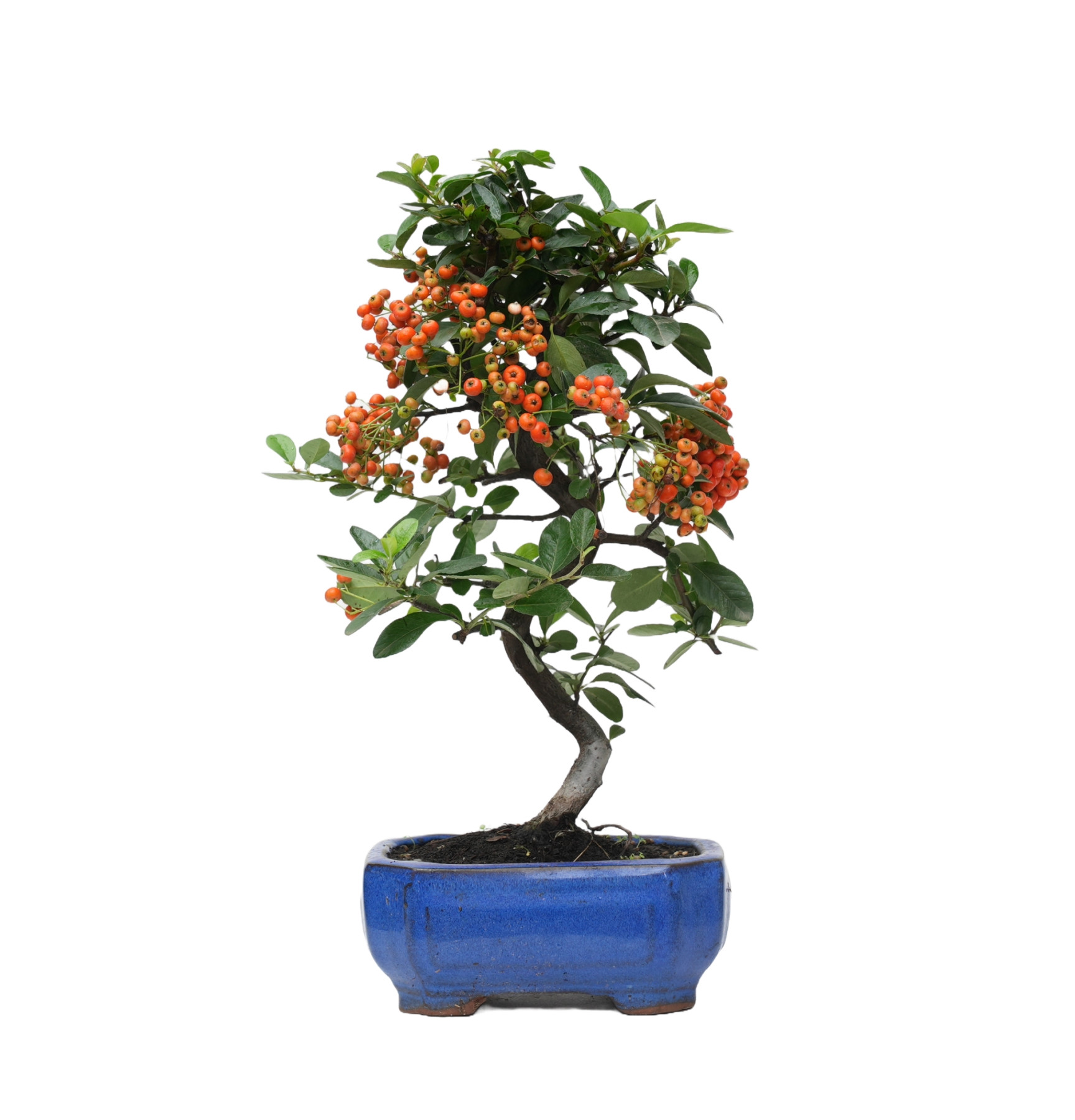 PYRACANTHA 14817