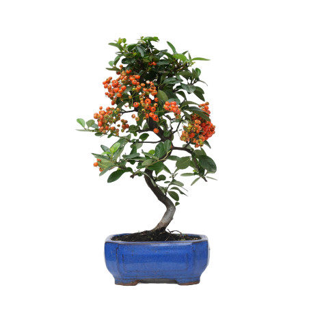 PYRACANTHA 14817