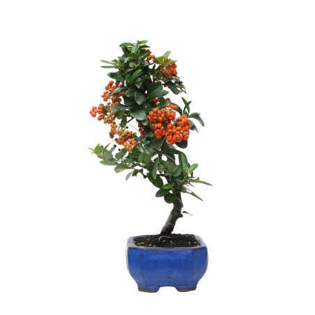 PYRACANTHA 14817