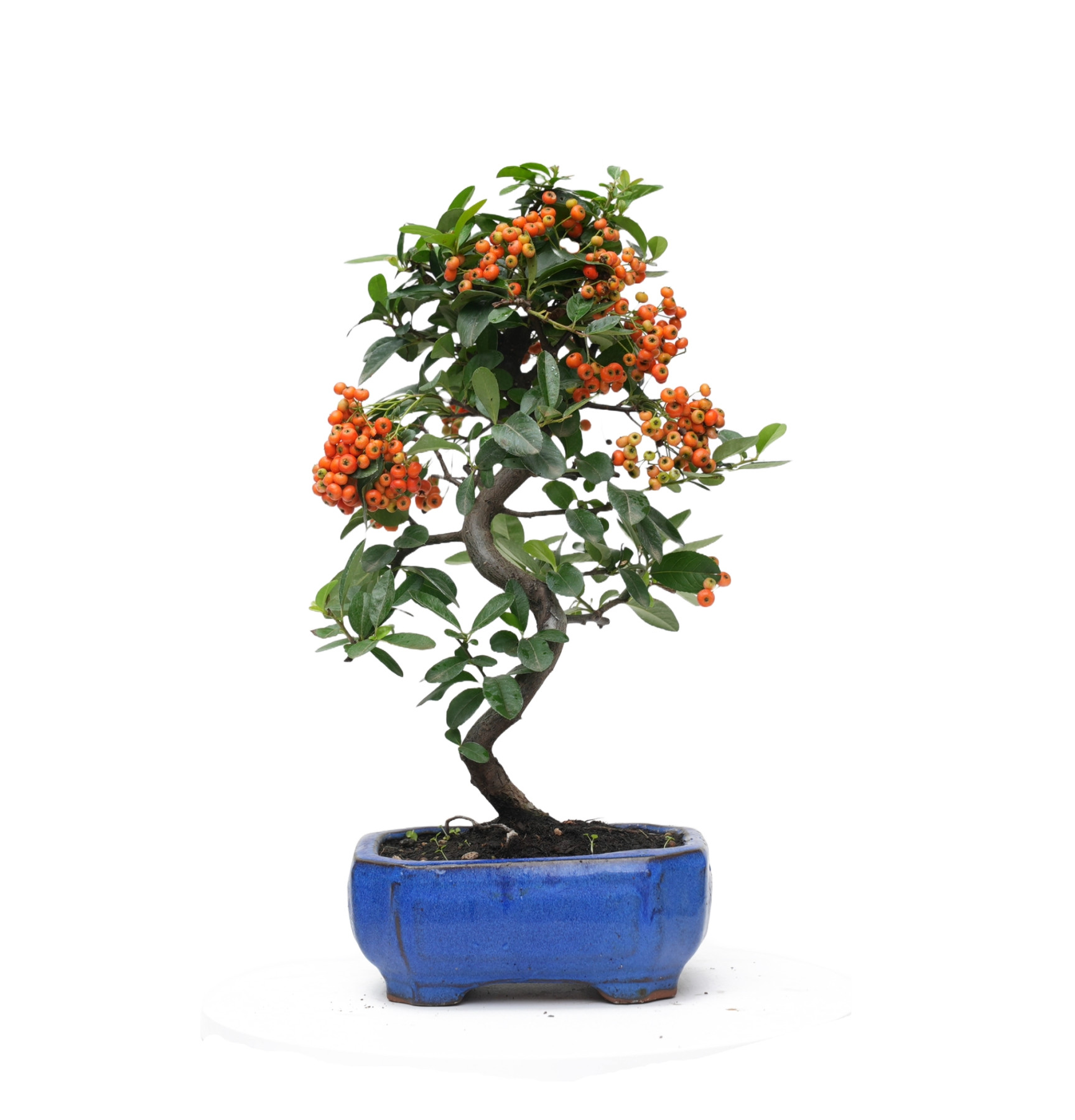 PYRACANTHA 14817