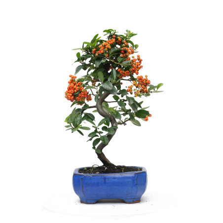 PYRACANTHA 14817