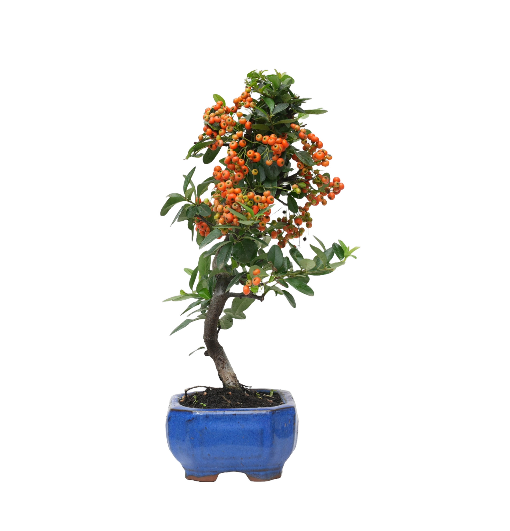 PYRACANTHA 14817