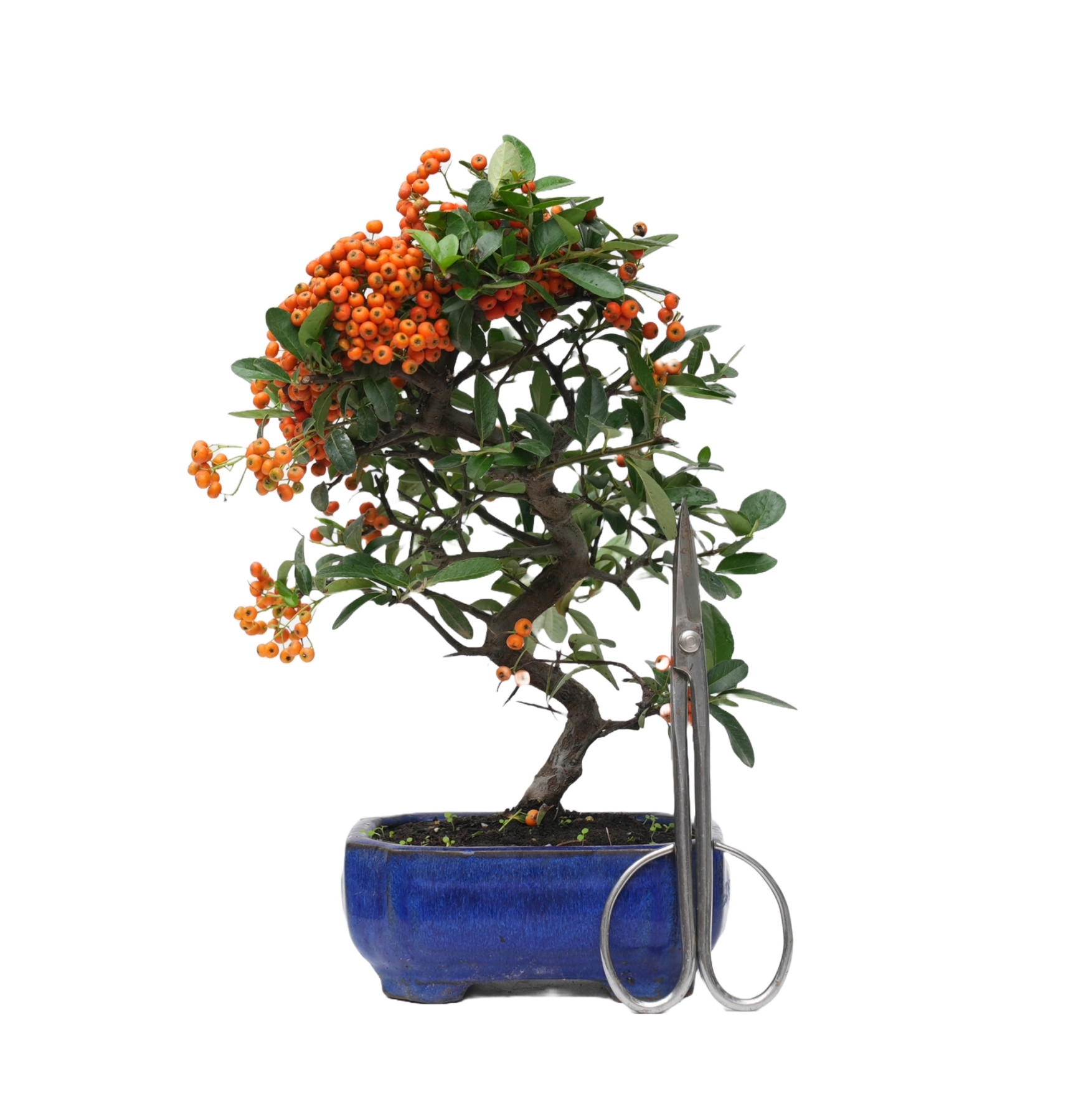 PYRACANTHA 14818