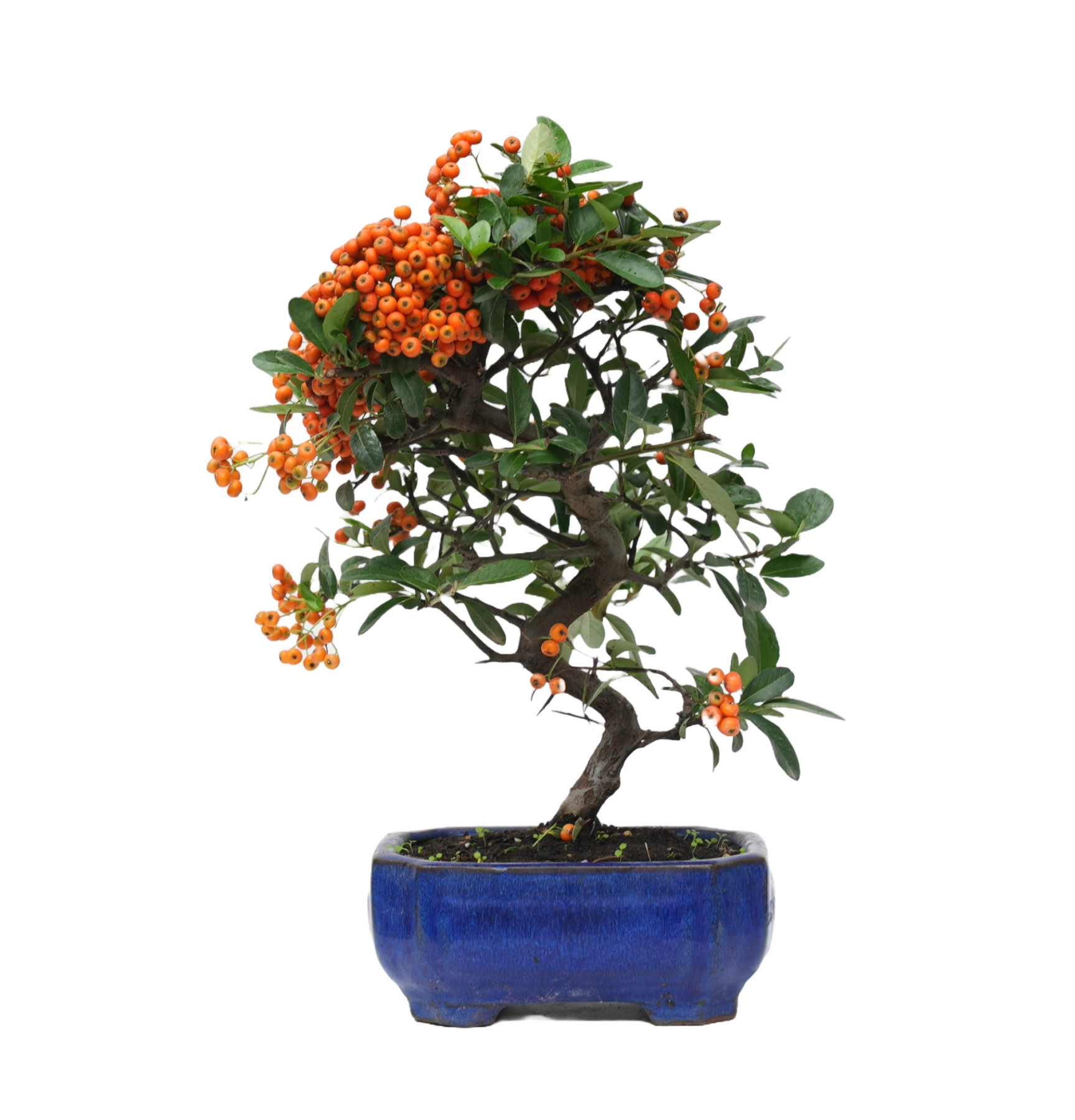 PYRACANTHA 14818