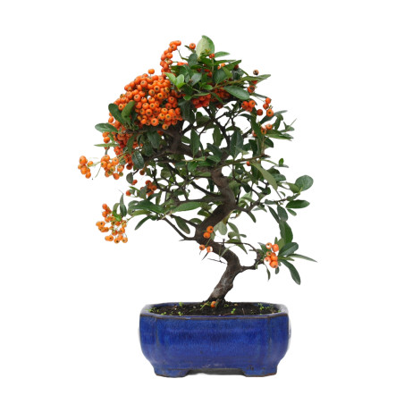 PYRACANTHA 14818