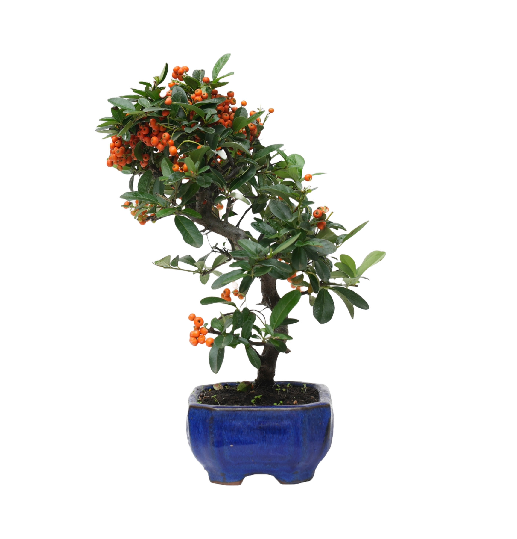 PYRACANTHA 14818