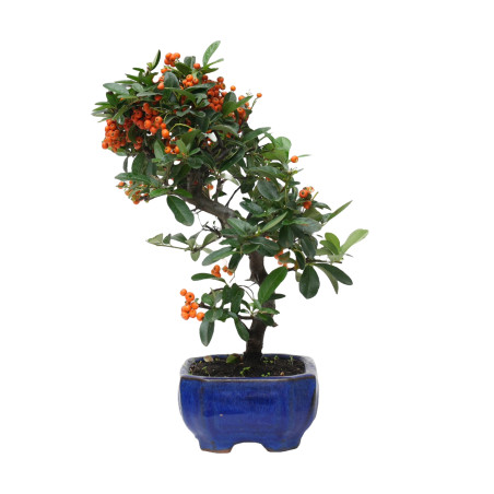 PYRACANTHA 14818