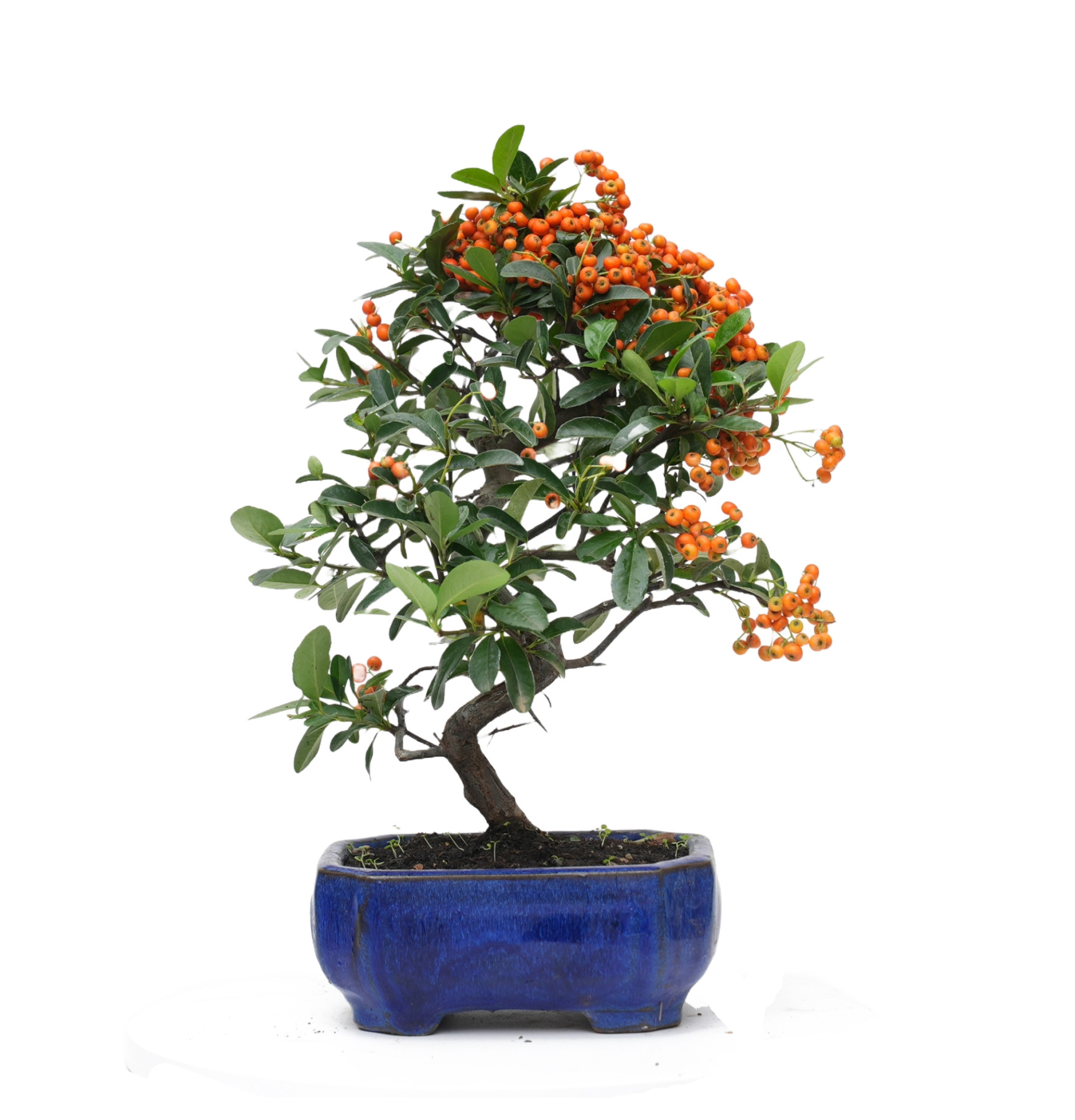 PYRACANTHA 14818