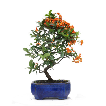 PYRACANTHA 14818