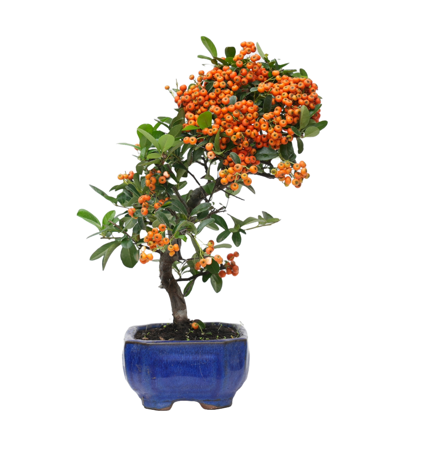 PYRACANTHA 14818