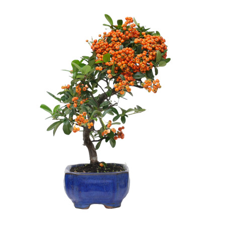 PYRACANTHA 14818