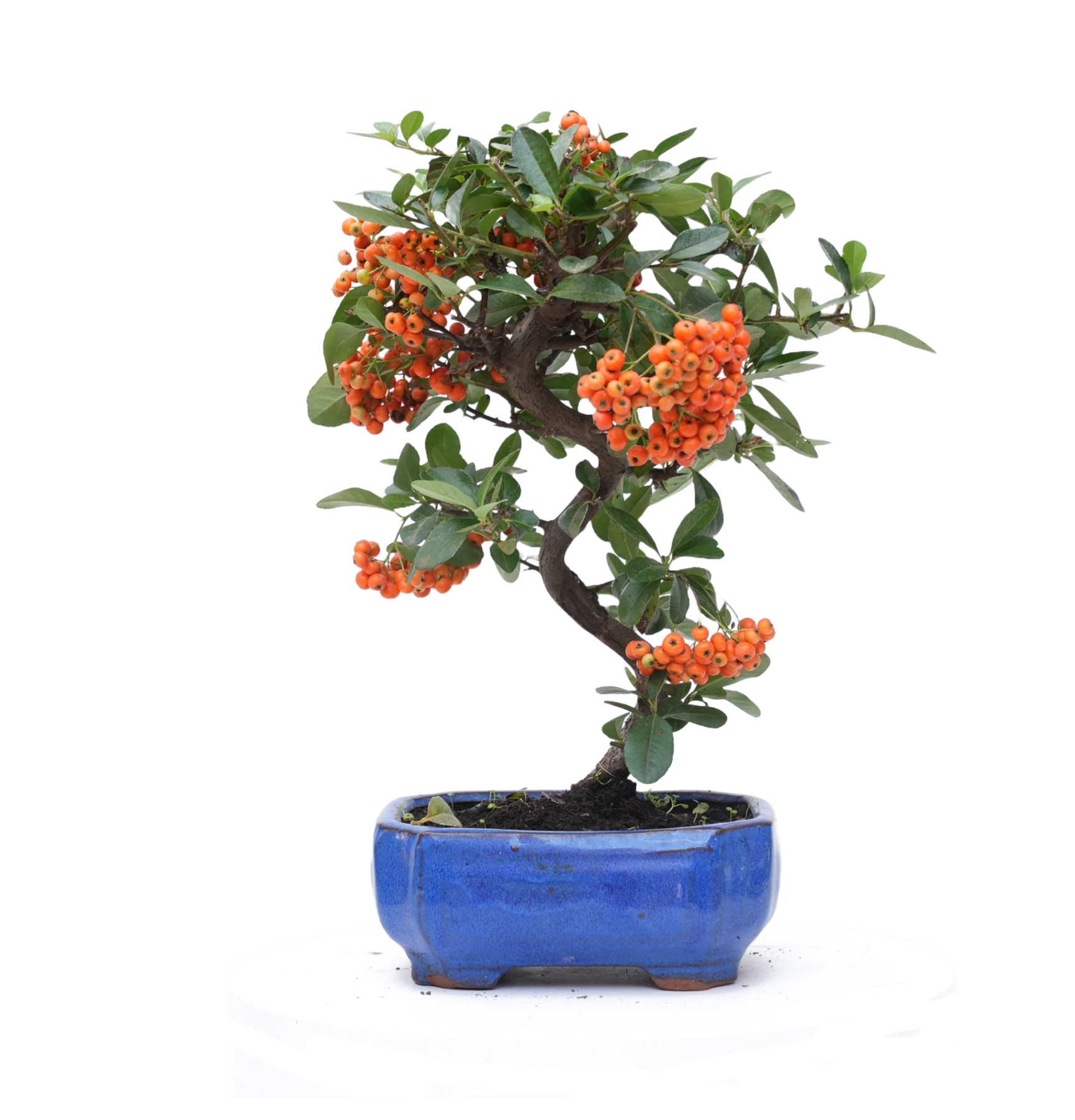 PYRACANTHA 14819