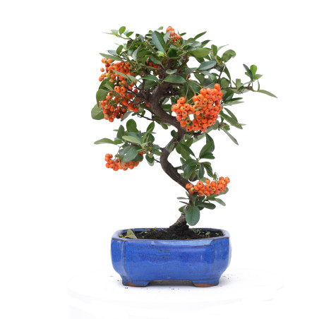 PYRACANTHA 14819