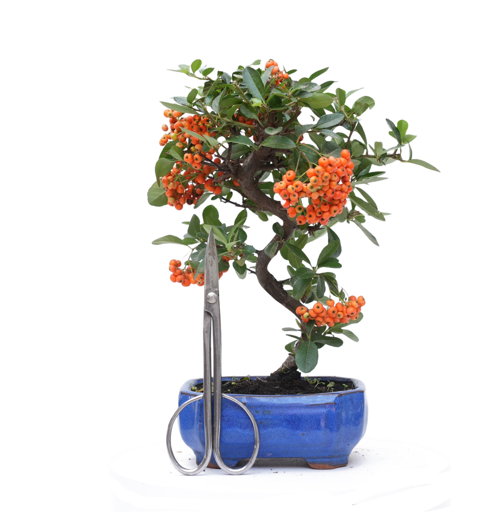 PYRACANTHA 14819